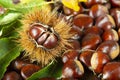 Chestnuts with leaves Royalty Free Stock Photo