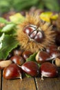 Chestnuts with leaves Royalty Free Stock Photo