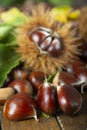 Chestnuts with leaves Royalty Free Stock Photo
