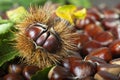 Chestnuts with leaves Royalty Free Stock Photo