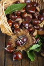 Chestnuts with leaves Royalty Free Stock Photo