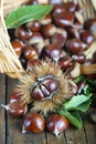 Chestnuts with leaves Royalty Free Stock Photo