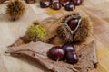 Chestnuts and leaves