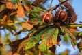 CHESTNUTS Royalty Free Stock Photo
