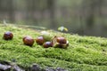 Chestnuts on moss Royalty Free Stock Photo