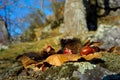 Chestnuts and moss in Monte Amiata, Tuscany Royalty Free Stock Photo