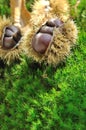 Chestnuts on the moss Royalty Free Stock Photo