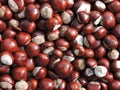 Chestnuts Royalty Free Stock Photo