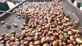 chestnuts roasted in chesnuts festival in greece