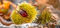 Chestnuts shell close up horizontal background - harvesting chestnut in forest with autumn foliage ground