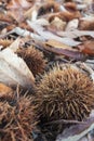 Chestnuts on shells and autumn leaves on the ground Royalty Free Stock Photo