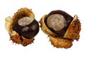 Chestnuts in shells without background. Chestnut. Royalty Free Stock Photo