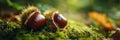 Chestnuts in shells on moss Ai photo Royalty Free Stock Photo