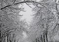 Chestnuts in the snow .