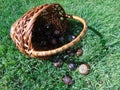 Chestnuts spill out of a basket on the green grass Royalty Free Stock Photo