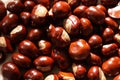 chestnuts in the sunshine filling the frame Royalty Free Stock Photo