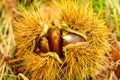 Chestnuts in their hedgehog in the forest Royalty Free Stock Photo