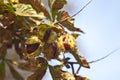 Chestnuts on tree