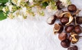 Chestnuts with tree blossom flowers on white Royalty Free Stock Photo
