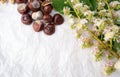Chestnuts with tree blossom flowers on white Royalty Free Stock Photo