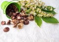 Chestnuts with tree blossom flowers on white Royalty Free Stock Photo