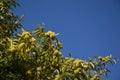 A Chestnuts tree in the blue sky Royalty Free Stock Photo