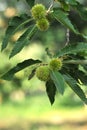 Chestnuts tree branch wiith fruits and leaves