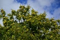 A Chestnuts tree with cloudy backround