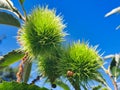 Chestnuts on a tree, blue sky. Royalty Free Stock Photo