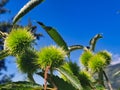Chestnuts on a tree, blue sky. Royalty Free Stock Photo