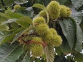 Chestnuts tree in the streets of Heusenstamm Royalty Free Stock Photo