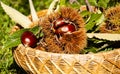 Chestnuts urchins in a basket