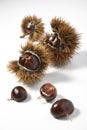 Chestnuts and Urchins