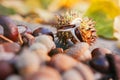 Chestnuts with acorns on wooden background