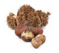 Chestnuts on white background