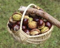 Chestnuts in wicker basket Royalty Free Stock Photo