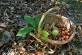 Chestnuts in a wicker basket with hedgehogs and green chestnut leaves. Harvest time in autumn season Royalty Free Stock Photo