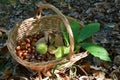 Chestnuts in a wicker basket with hedgehogs and green chestnut leaves. Harvest time in autumn season Royalty Free Stock Photo