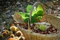 Chestnuts in a wicker basket with hedgehogs and green chestnut leaves. Harvest time in autumn season Royalty Free Stock Photo