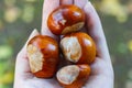 chestnuts on woman hand Royalty Free Stock Photo