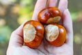 Chestnuts on woman hand Royalty Free Stock Photo