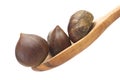 Chestnuts Royalty Free Stock Photo