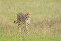 Cheetah Walking in a green grass at Masai Mara, Kenya Royalty Free Stock Photo