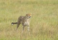 Chetah Walking in a green grass at Masai Mara, Kenya Royalty Free Stock Photo