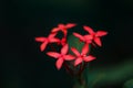 chethi poo yellow manja jungle geranium, flame of the woods, jungle flame Ixora Coccinea beautiful chethy blossom tropical flower Royalty Free Stock Photo