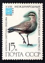 Chettusia Gregaria. Birds on post stamp isolated on blac Royalty Free Stock Photo