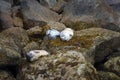 Three seals resting on rocks above the waterline at Cheval Island (Kenai Peninsula)