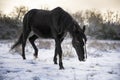 Cheval trotteur francais hiver neige