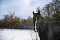 Cheval trotteur francais hiver neige