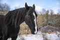 Cheval trotteur francais hiver neige